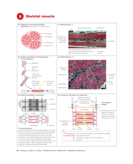 8 Skeletal M Uscle