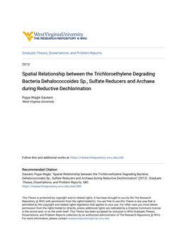 Spatial Relationship Between the Trichloroethylene Degrading Bacteria Dehalococcoides Sp., Sulfate Reducers and Archaea During Reductive Dechlorination