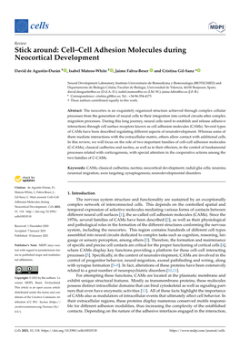 Cell–Cell Adhesion Molecules During Neocortical Development