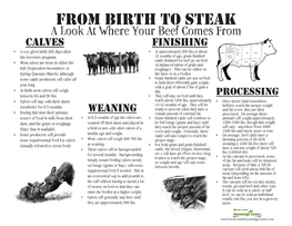 From Birth to Steak a Look at Where Your Beef Comes from Calves Finishing • a Cow Gives Birth 285 Days After • at Approximately 900 Lbs,Or About She Becomes Pregnant