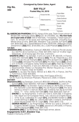 BAY FILLY Barn 1 Hip No