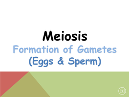 Formation of Gametes (Eggs & Sperm)