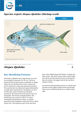 Alepes Djedaba (Shrimp Scad)