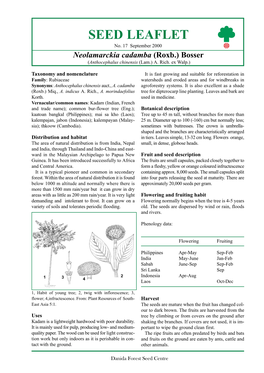 Neolamarckia Cadamba (Roxb.) Bosser (Anthocephalus Chinensis (Lam.) A