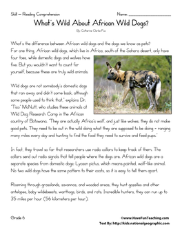 What's Wild About African Wild Dogs?