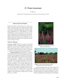 11 Purple Loosestrife