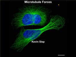 Microtubule Motors