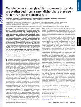 Monoterpenes in the Glandular Trichomes of Tomato Are Synthesized