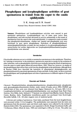 Phospholipase and Lysophospholipase Activities of Goat Spermatozoa in Transit from the Caput to the Cauda Epididymidis S