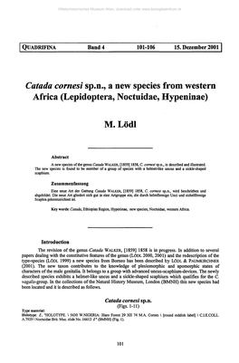 Catada Cornesi Sp.N., a New Species from Western Africa (Lepidoptera, Noctuidae, Hypeninae)