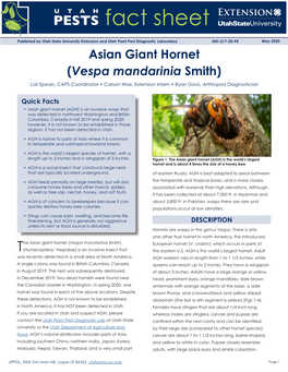 Asian Giant Hornet (Vespa Mandarinia Smith) Lori Spears, CAPS Coordinator • Carson Wise, Extension Intern • Ryan Davis, Arthropod Diagnostician