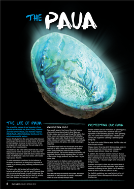 The Scientific Names of Our Legendary Paua Species Are Haliotis Iris