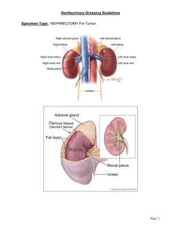 Genitourinary Grossing Guidelines Specimen Type: NEPHRECTOMY