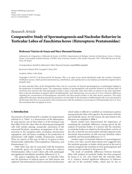 Comparative Study of Spermatogenesis and Nucleolar Behavior in Testicular Lobes of Euschistus Heros (Heteroptera: Pentatomidae)