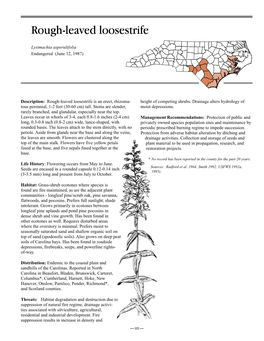 Rough-Leaved Loosestrife