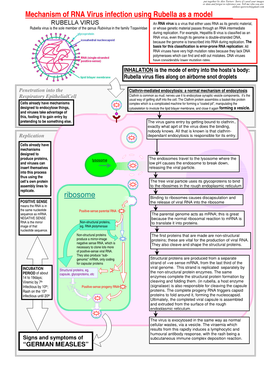 Mechanism of RNA Virus Infection Using Rubella As a Model