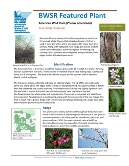 Prunus Americana) Wetland Indicator Status: Rose Family (Rosaceae) UPL