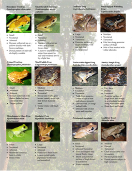 Small • Nocturnal • Arboreal • Dorsum Yellowish with Darker Dashed Or Inter