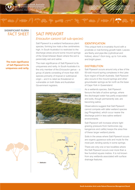 Salt Pipewort Fact Sheet