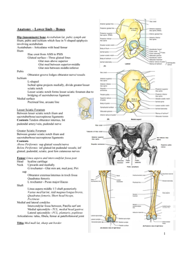 1 Anatomy – Lower Limb – Bones