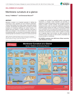 Membrane Curvature at a Glance