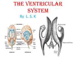 Ventricles of Brain &