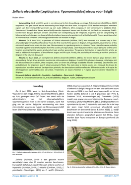 Zelleria Oleastrella (Lepidoptera: Yponomeutidae) Nieuw Voor België