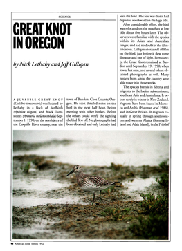 Great Knot in Oregon