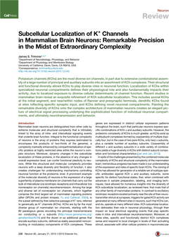 Subcellular Localization of K+ Channels in Mammalian Brain Neurons: Remarkable Precision in the Midst of Extraordinary Complexity