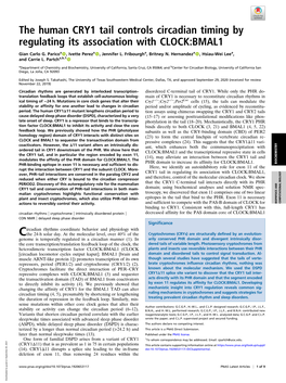 The Human CRY1 Tail Controls Circadian Timing by Regulating Its Association with CLOCK:BMAL1