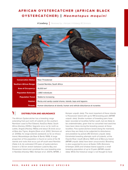 AFRICAN OYSTERCATCHER (AFRICAN BLACK OYSTERCATCHER) | Haematopus Moquini