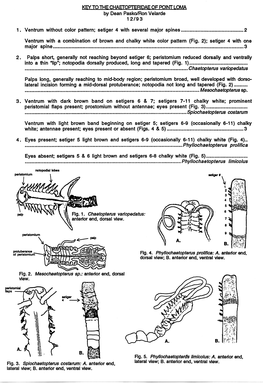 Drilonereis Pictorial