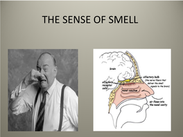 Sense of Smell Sense of Smell