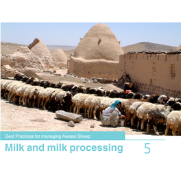 Milk and Milk Processing 5 Best Practices for Managing Awassi Sheep 5-Milking and Milk Processing