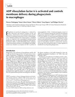 ADP Ribosylation Factor 6 Is Activated and Controls Membrane Delivery