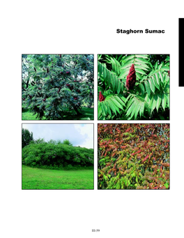 Staghorn Sumac