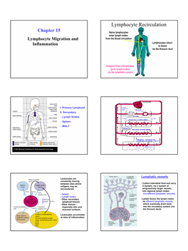 Lymphocyte Recirculation