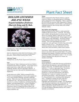 Hollow-Stemmed Joe-Pye Weed (Eupatoriadelphus Fistulosus) Plant