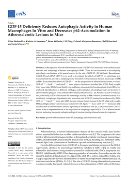 GDF-15 Deficiency Reduces Autophagic Activity in Human