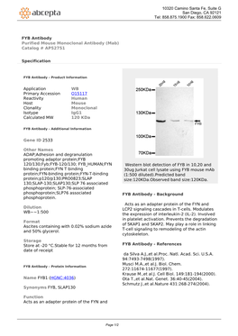 FYB Antibody Purified Mouse Monoclonal Antibody (Mab) Catalog # AP52751