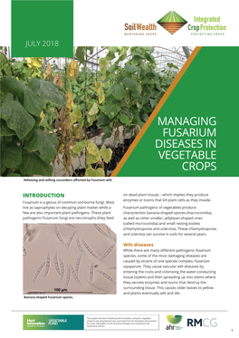 Managing Fusarium Diseases in Vegetable Crops