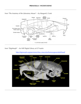 PREMAXILLA / INCISIVE BONE from “The Anatomy of the Laboratory Mouse ”