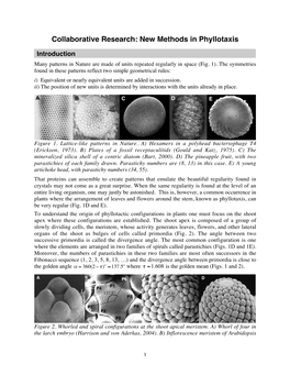 Collaborative Research: New Methods in Phyllotaxis