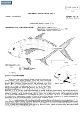 FAO SPECIES IDENTIFICATION SHEETS FAMILY: CARANGIDAE FISHING AREA 51 (W. Indian Ocean) Carangoides Ferdau (Forsskål, 1775) OTHE