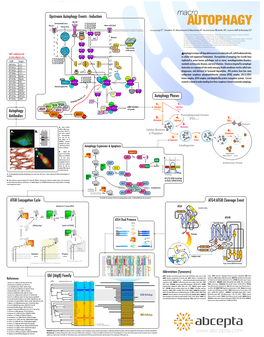 Autophagy Events - Induction Macro