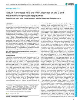 Sirtuin 7 Promotes 45S Pre-Rrna Cleavage at Site 2 and Determines