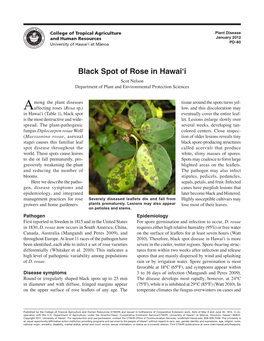 Black Spot of Rose in Hawai'i