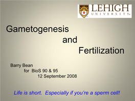 Gametogenesis and Fertilization