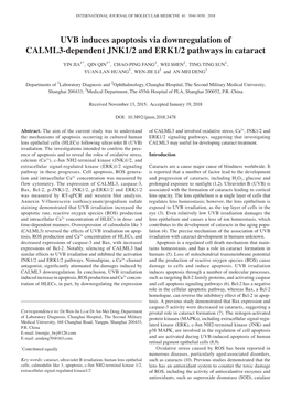 UVB Induces Apoptosis Via Downregulation of CALML3-Dependent JNK1/2 and ERK1/2 Pathways in Cataract