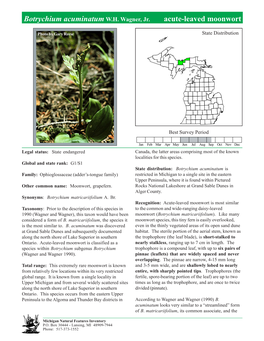 Botrychium Acuminatum W.H